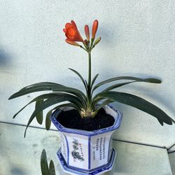 Orange Bush Lilly Flower Plant In Asian Trad White Blue Pot Ceramic 