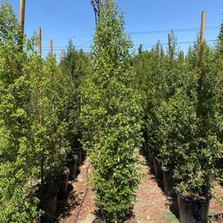 Eugenia Privacy Hedge