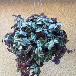 CLEARANCE SALES "Tradescantia Zebrina " Plant $20