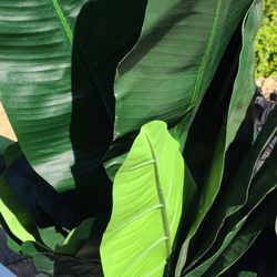 Plastic Huge Leafs 