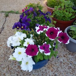 Mix flowers in large pots$12 Each pot