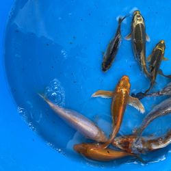Koi Fish