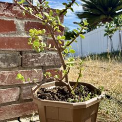 Portulacaria Elephant Bush Succulent Plant Indoor Outdoor Garden