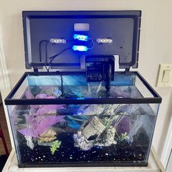 Fish Tank 10 Gallon with Full Setup 
