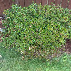 4 Large Azela Plants/ Mature