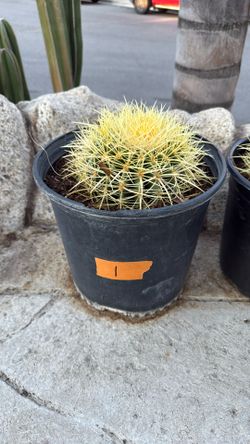 Cactus Plant #1