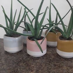 Aloe Vera Potted Plants 51/2" Pots 10" Plants