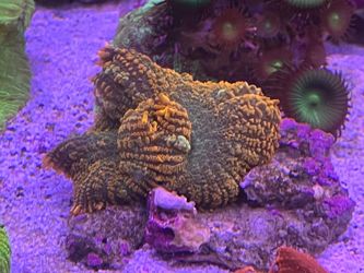 Coal reef tank decoration