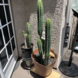 San Pedro Cactus Plants Pots Succulents