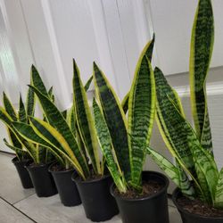 🌿Healthy Live Air Purifying Houseplant Mother In Law Tongue Or Snake Plant 13"-15" In Pot 4" ~ Easy To Grow ~ $8/Ea