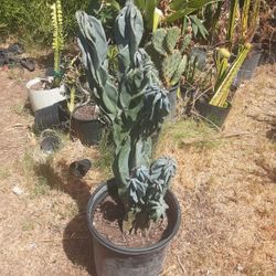 Monstrosis Apple Cactus Plant