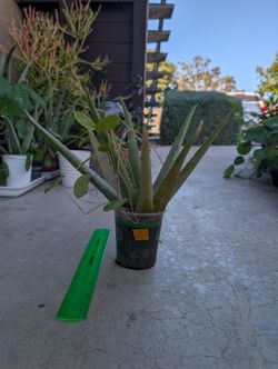 Aloe Plant 8