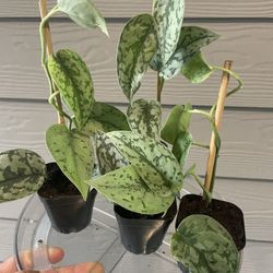 $5+ | Rare Scindapsus “Silver Lady” | Vining Plant | Trail on Wall | Hang in Basket | Mount On Pole