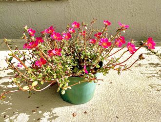 Flowering Succulents 