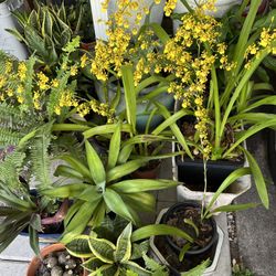 Big Plant Sale In Largo City 