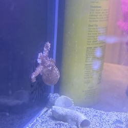 Fish aquarium, Salt Water Baby Octopusses 