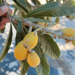 Loquat Tree