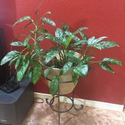 Bonita Planta Natural Con Base