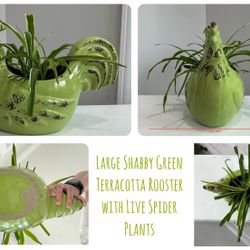 Large Shabby Green Terracotta Rooster with Live Spider Plants 