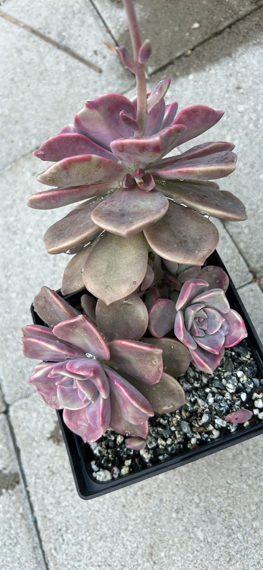 Graptopetalum 'Purple Delight' Succulent Plant 