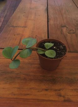 Pepperomia Hope