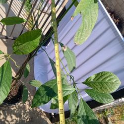 Hass Avocado 🥑 Tree / Plant on a 5 Gallon Pot