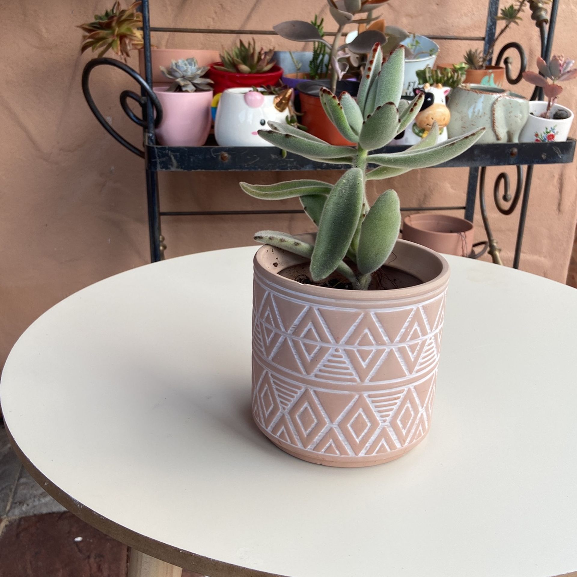 Succulent With Boho Container