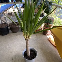 Yucca House Plant 
