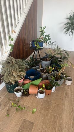 Plants