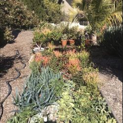 Lrg 1 gal Succulents 5 for $30