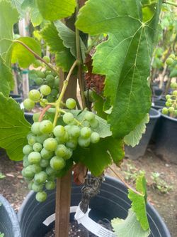 Grape Vines- Gooseberry Plants- Blackberry Plants- Blueberry Plants- Boysenberry Plants - Strawberry Plants- Marionberry Plants- White Blackberry Plan