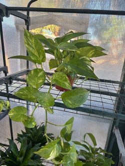 Golden Pothos