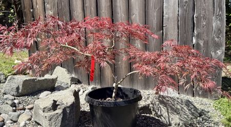Japanese Maple Crimson Queen