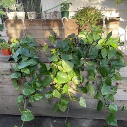 ~3ft huge/full/lush pothos with thick stems/big leaves, exact plant; 95820