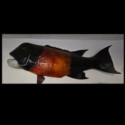 California sheephead mount