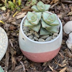 String Of Buttons Succulent In Glazed Ceramic Pot