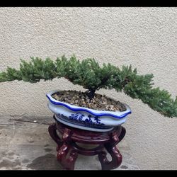 Bonsai Japanese Garden Juniper Flying Eagle $60 Each
