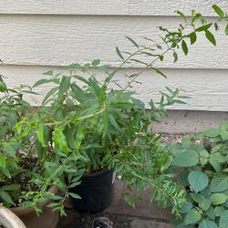 Pomegranate Plant $20