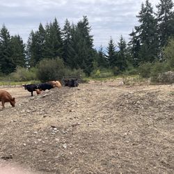 Fill Dirt Rocks. U Pick