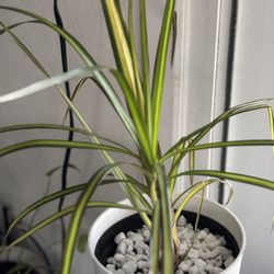 Dracena House Plant 
