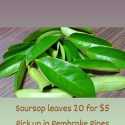 Soursop Leaves