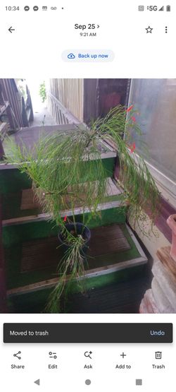 Planta de sol 1g flores rojas