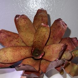 Neoregelia Brazil (with pup) 