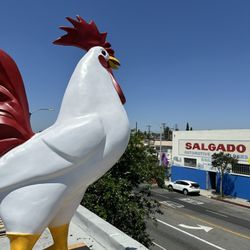5 Gallinas Ponedoras 