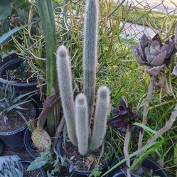 Silver torch cactus plant