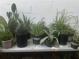 Agave Plants
