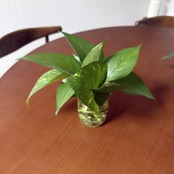 Pothos Plant