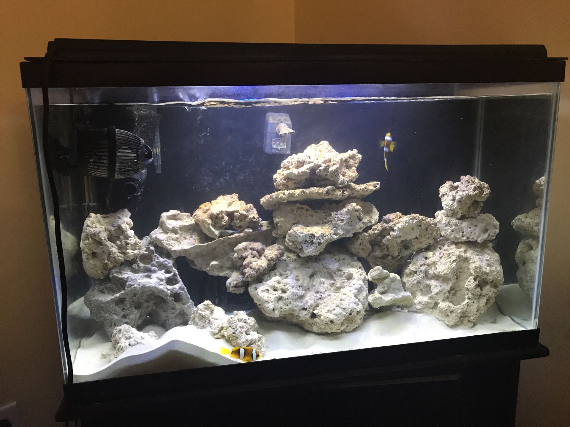 Fish tank (saltwater) live rocks