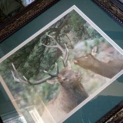 Buck and doe/art/vintage