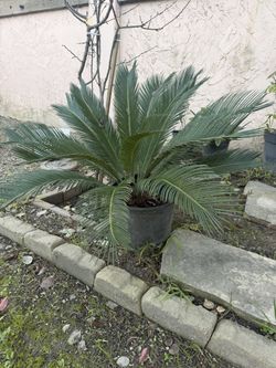 Sago Palm 